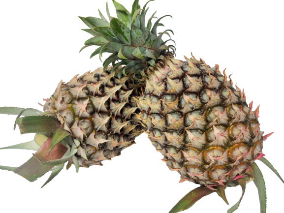 Pineapple Honey (Pcs) 蜜梨 [Country: Malaysia]